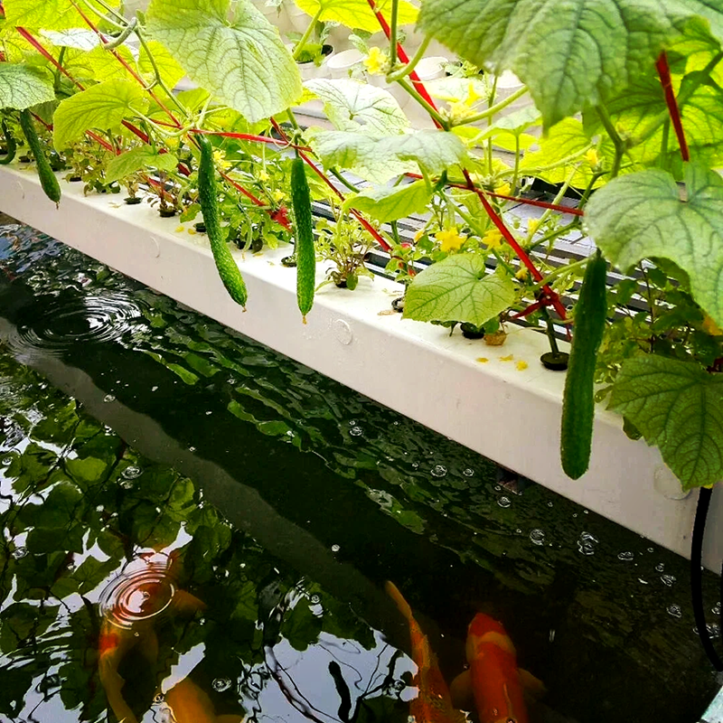 德州市苗床鱼菜共生 - 推荐